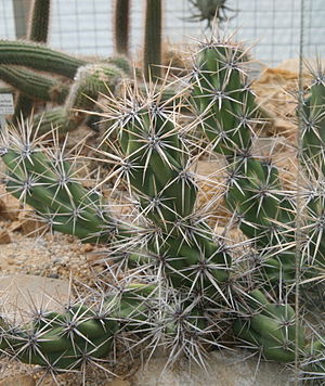 Opuntia invicta.jpg