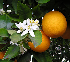 Früchte, Blüten und Blätter der Orange (Citrus × aurantium)