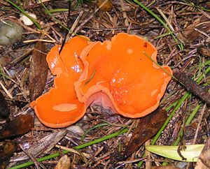 Orangebecherling (Aleuria aurantia)