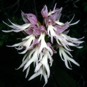 Italienisches Knabenkraut Orchis italica