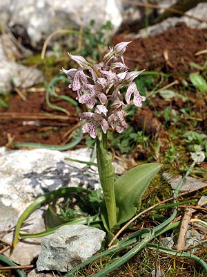 Orchis lactea Rhodos 01.jpg