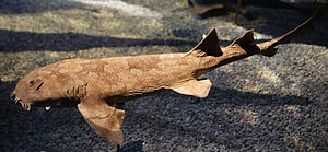 Japanischer Teppichhai im Naturhistorischen Museum Wien