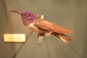 Oreotrochilus chimborazo (specimen).jpg