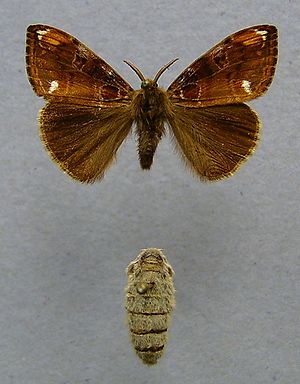 Eckfleck-Bürstenspinner (Orgyia recens), oben  ♂,  unten ♀