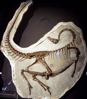 Fossil von Ornithomimus