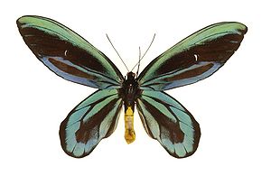 Königin-Alexandra-Vogelfalter (Ornithoptera alexandrae), Männchen