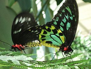Ornithoptera priamus - Paarung