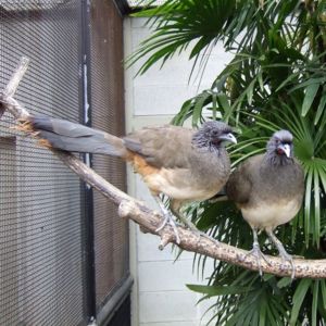 Braunflügelguan (Ortalis vetula)