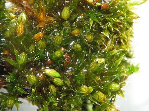 Orthotrichum diaphanum