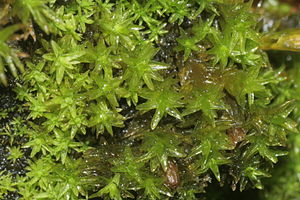 Orthotrichum obtusifolium (a, 144702-474823) 7181.JPG