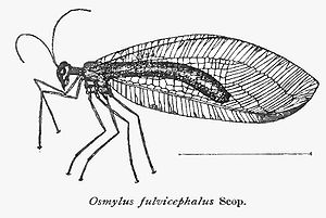 Zeichnung einer Imago von Osmylus fulvicephalus