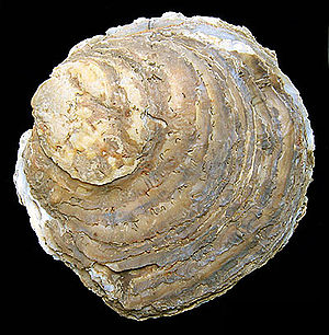 Europäische Auster (Ostrea edulis), subfossil