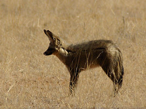 Löffelhund (Otocyon megalotis)