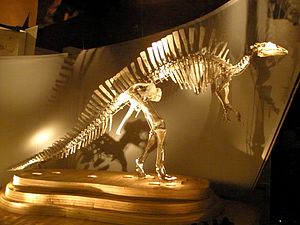 Ouranosaurus-Skelett im Museo di Storia Naturale in Venedig