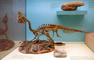 Skelett eines Oviraptoriden im Naturmuseum Senckenberg in Frankfurt.