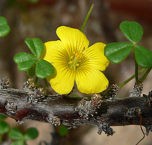 Oxalis gigantea 2.jpg