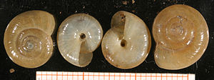Mortillets Glanzschnecke (Oxychilus mortilleti)