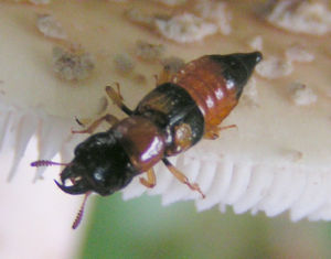 Roter Bunträuber (Oxyporus rufus)