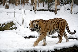 Sibirischer Tiger (Männchen)