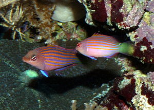 Sechsstreifen-Lippfische (Pseudocheilinus hexataenia)