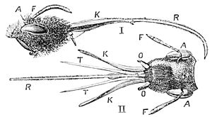 Kopf von Anthophora retusa