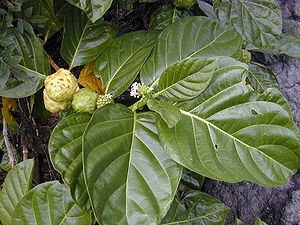Noni-Baum (Morinda citrifolia), Frucht, Blüten und Blätter.