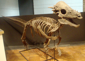 Rekonstruktion von Pachycephalosaurus