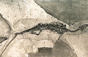 Fossil eines Pachypleurosaurus vom Monte San Giorgio