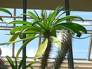 Pachypodium geayi1.jpg