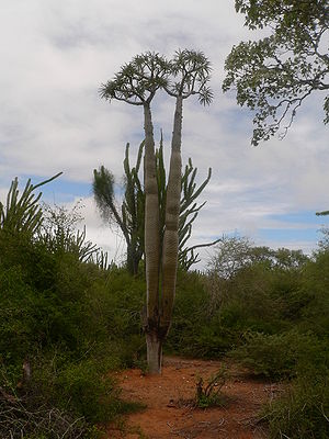 Madagaskarpalme (P. lamerei) am Naturstandort