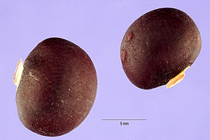 Pachyrhizus ahipa seeds.jpg