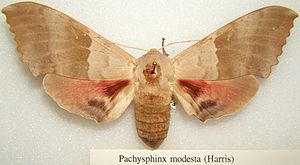 Pachysphinx modesta