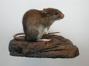 Pazifische Ratte (Rattus exulans)