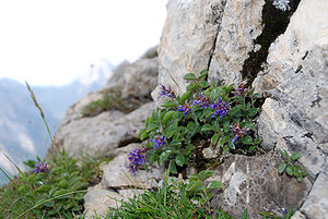 Blaues Mänderle (Paederota bonarota), Karnische Alpen.
