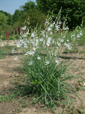 Traubige Graslilie (Anthericum liliago)