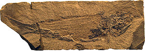 Fossil von Palaeoniscus freieslebeni aus dem Oberperm