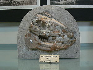 Fossiler Schädel von Palaeotherium