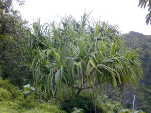 Pandanus tectorius