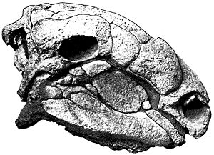 Schädel von Panoplosaurus mirus