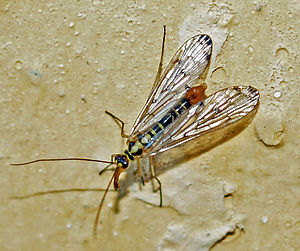 Deutsche Skorpionsfliege (Panorpa germanica), ♂