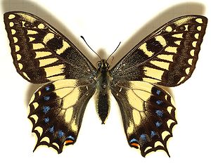 Korsischer Schwalbenschwanz (Papilio hospiton)