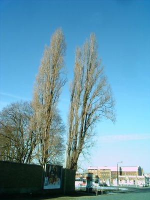 Pyramidenpappeln (Populus nigra 'Italica') im Winter
