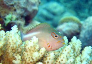 Monokel-Korallenwächter (Paracirrhites arcatus)