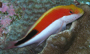 Gestreifter Korallenwächter (Paracirrhites forsteri)