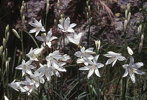 Weiße Trichterlilie (Paradisea liliastrum)