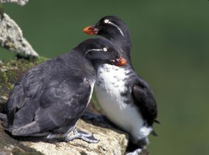 Rotschnabelalk (Aethia psittacula)