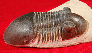 Paralejurus sp. aus Alnif, Marokko (Länge: 7 cm)
