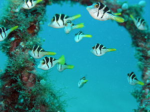 Mimikry-Feilenfische (Paraluteres prionurus)