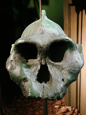Das Fossil KNM WT 17000 von Paranthropus aethiopicus (Nachbildung)