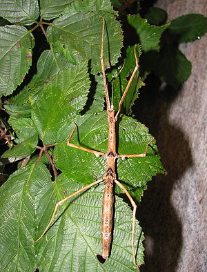 Zompros Stabschrecke (Parapachymorpha zomproi), Weibchen